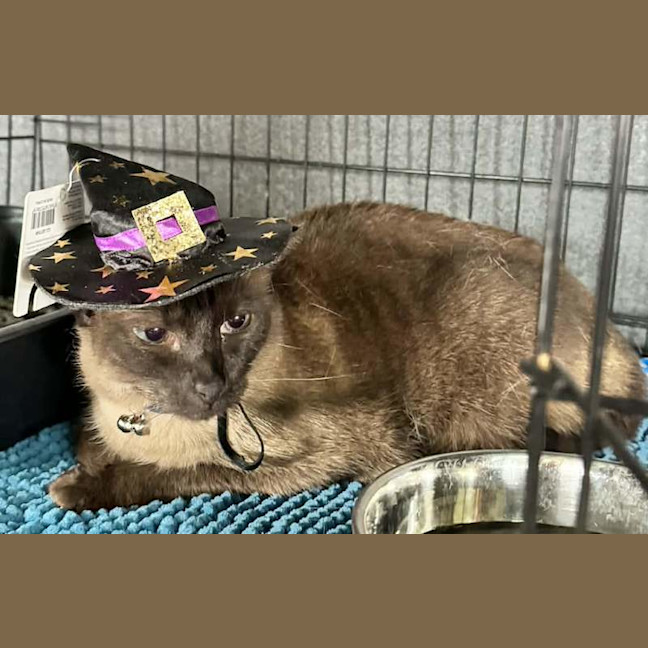 Photo of Nala