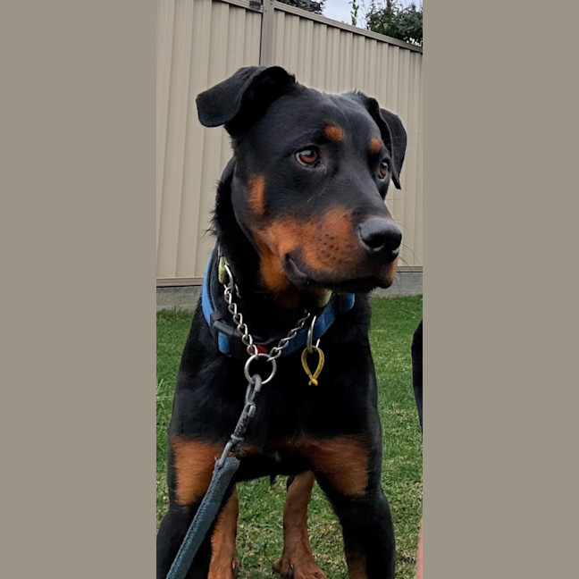 Photo of Chase