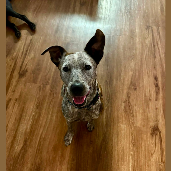 Photo of Lily 