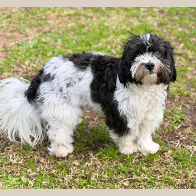 Photo of Snoopy