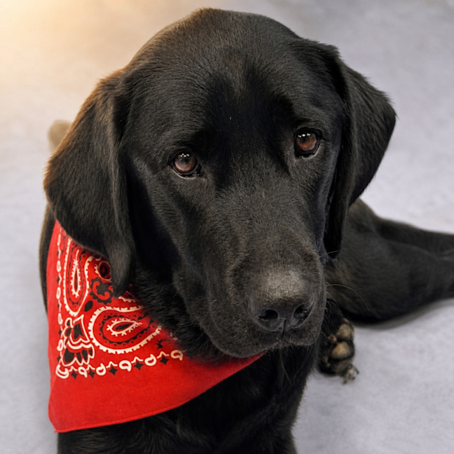 Photo of Harley