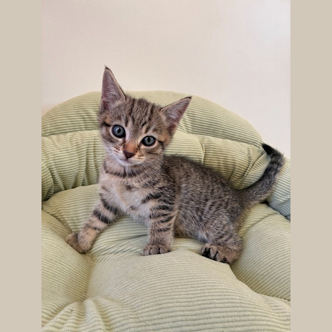 Photo of C1568 Cookie