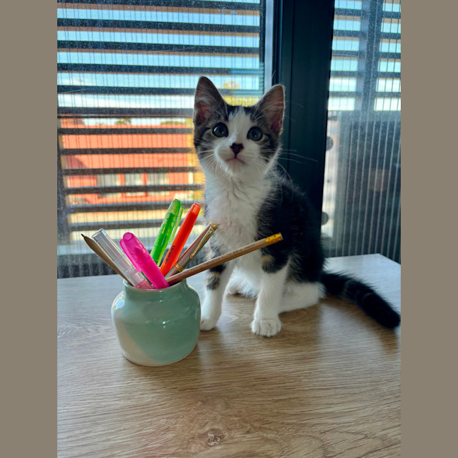 Photo of Bosco