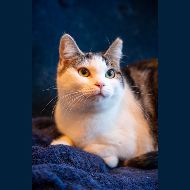 Photo of Tibby