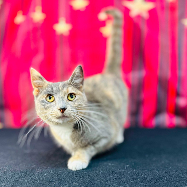 Photo of Willow (Located In Preston) 