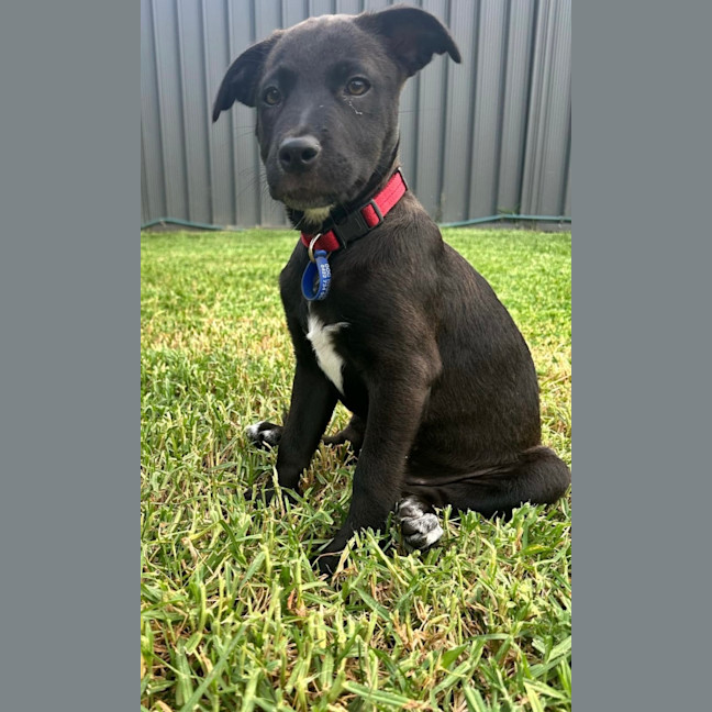 Photo of Gertie   4 Month Old Labrador X (Trial 28/12)
