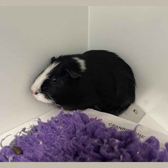 Photo of Panda