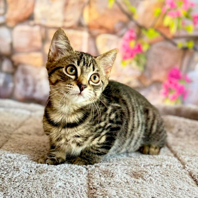 Photo of Captain Frankie (Located In Templestowe)