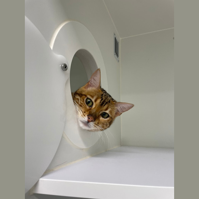 Photo of Snagglepuss