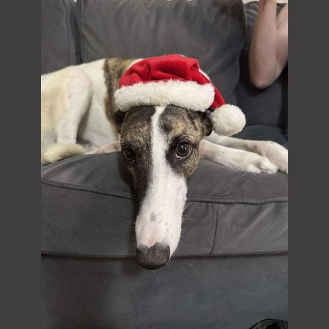 Photo of Lelani, The Greyhound