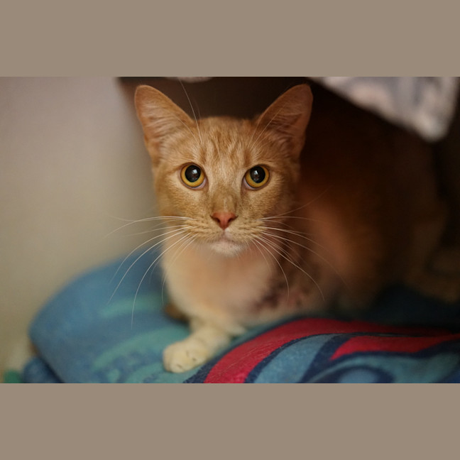 Photo of Lincon 
