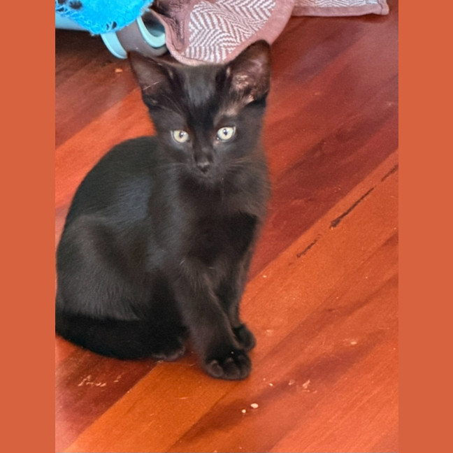 Photo of Amani
