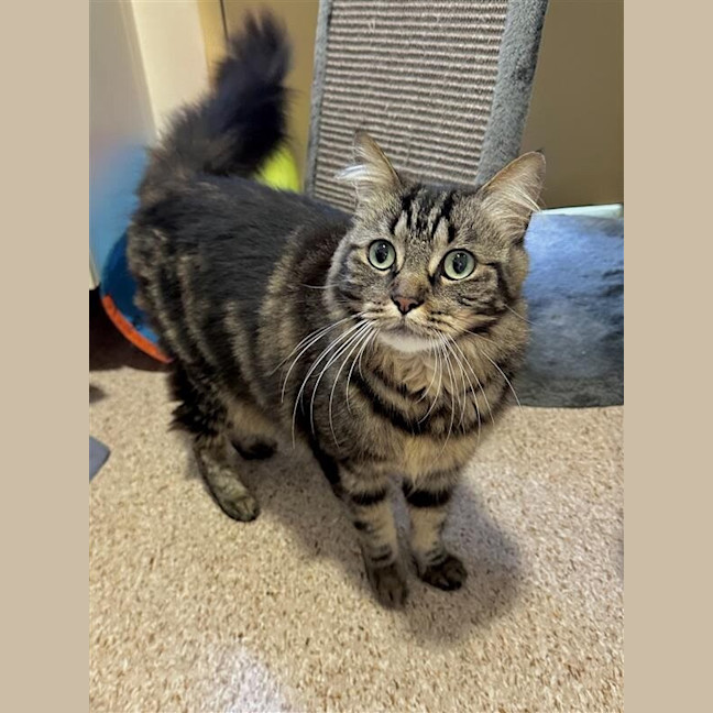 Photo of Whiskers