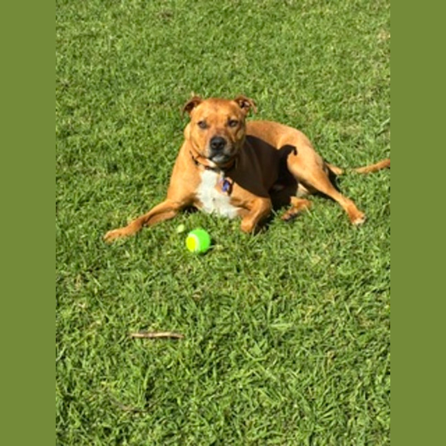 Photo of Rolland   5 Year Old Staffy X