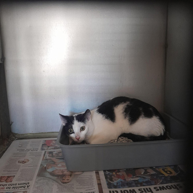 Photo of Popsicle (Pop)