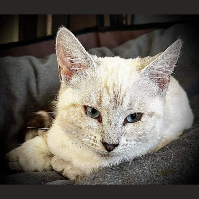 Photo of Coryo