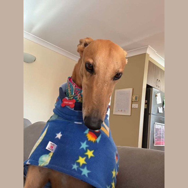 Photo of Arnold, The Greyhound