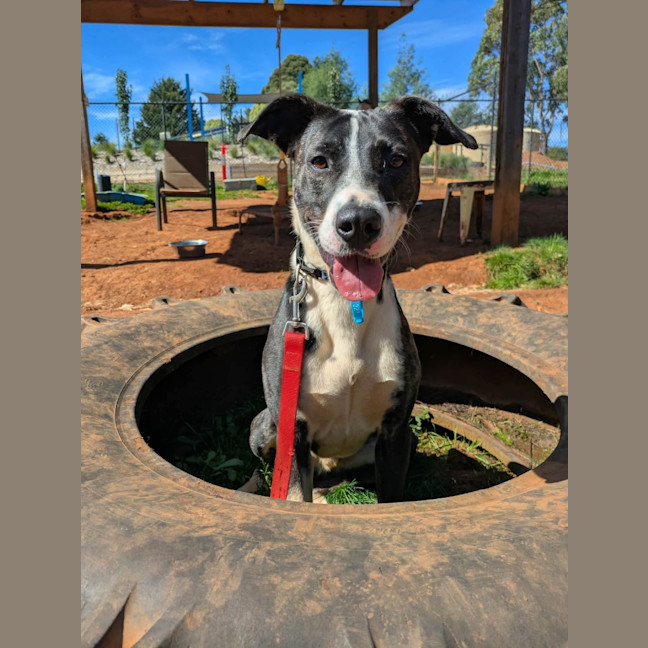 Photo of Comet