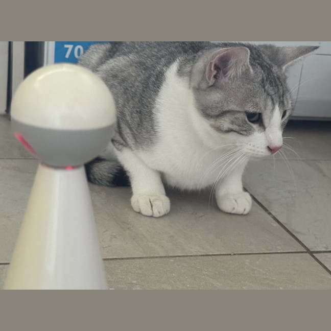 Photo of Wassabi   Now At Pet Quarters Broadmeadow 