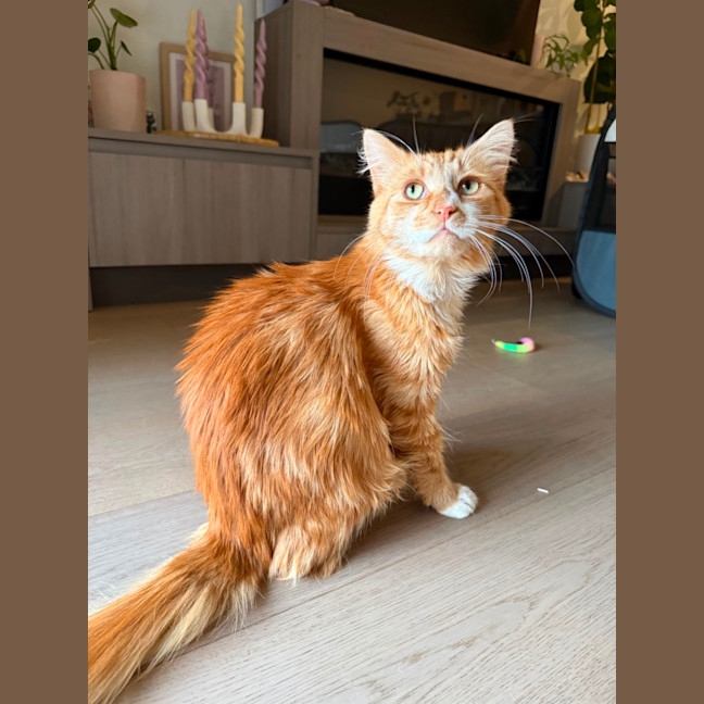 Photo of Sunny The Cuddle Champion