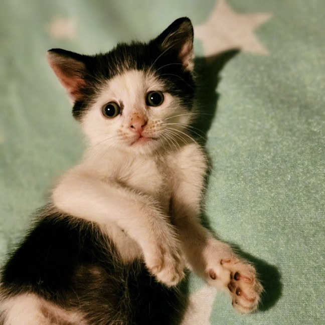 Photo of Creme
