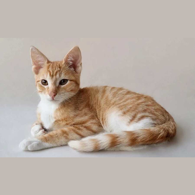 Photo of Maverick 