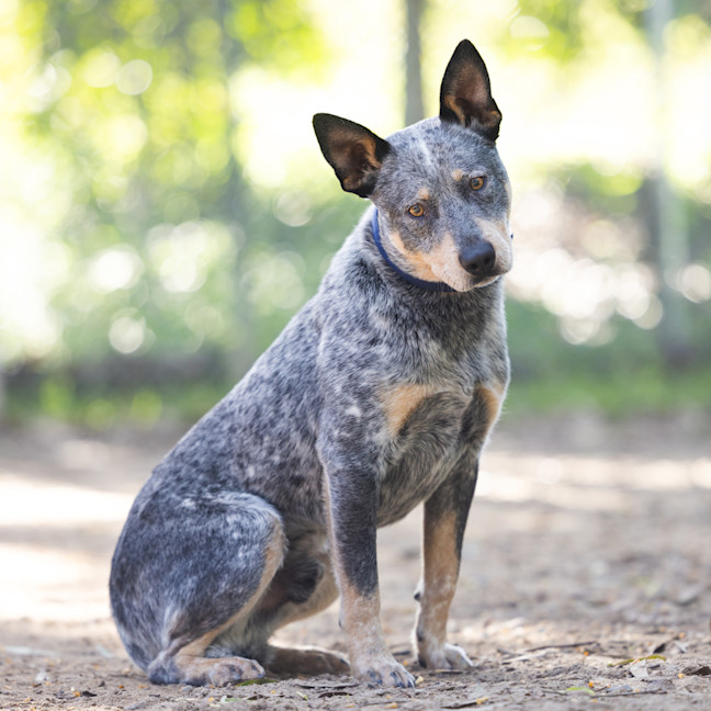Photo of Cobalt