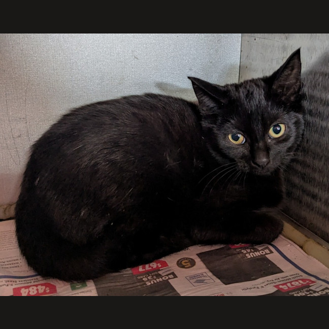 Photo of Scarface Claw