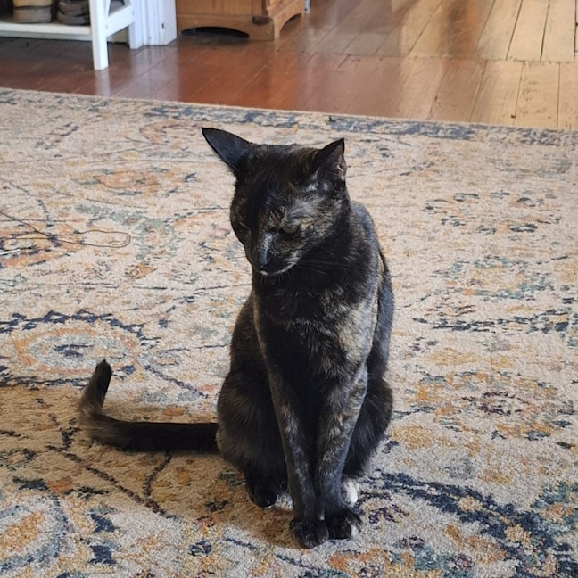 Photo of Fudge