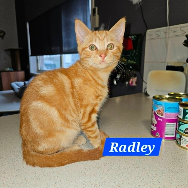 Photo of Radley**2nd Chance Cat Rescue**