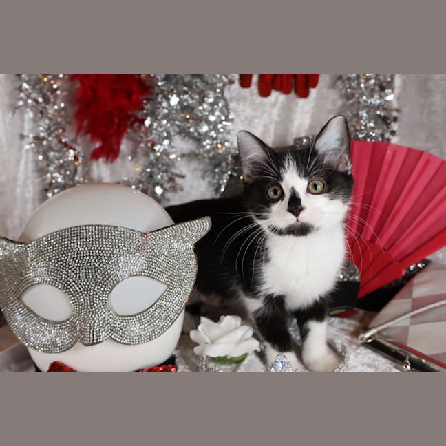Photo of Foxtrot