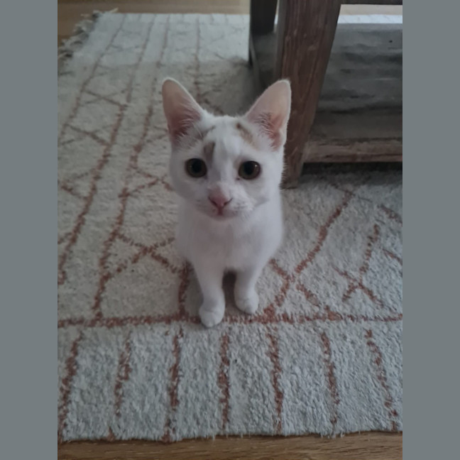 Photo of Pheonix 