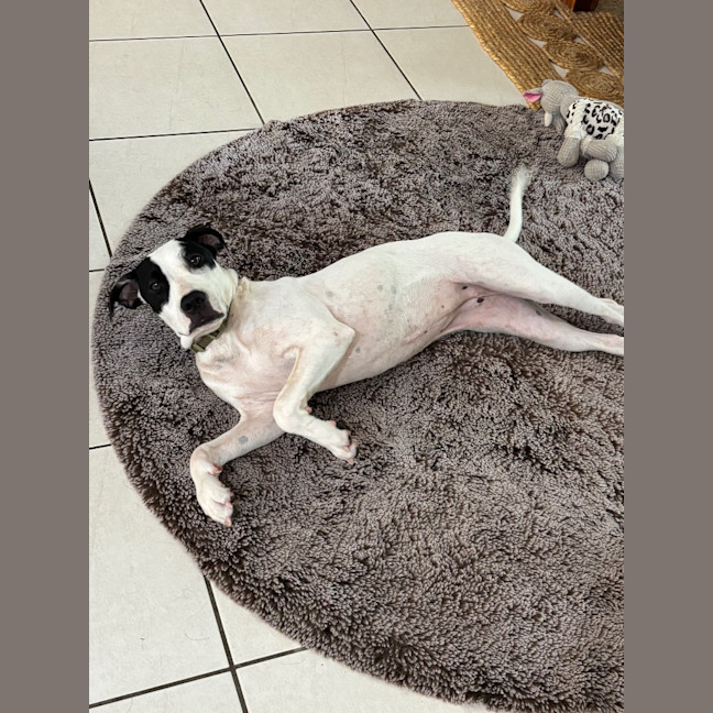 Photo of Lolly (P15)