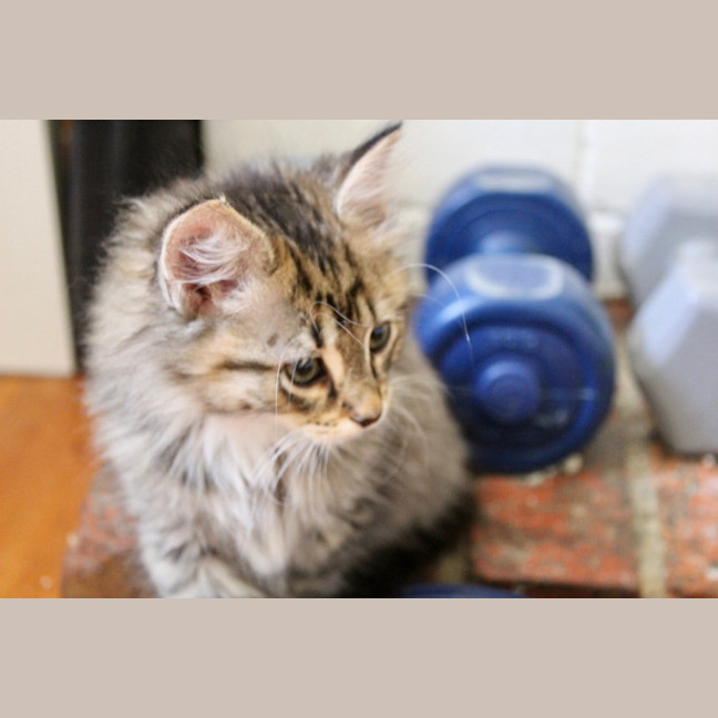Photo of Boo