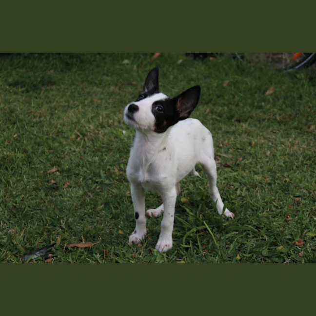 Photo of Jazzabelle   13 Week Old Cattle Dog X