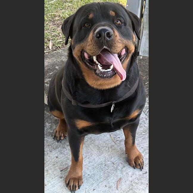 Photo of Bruno