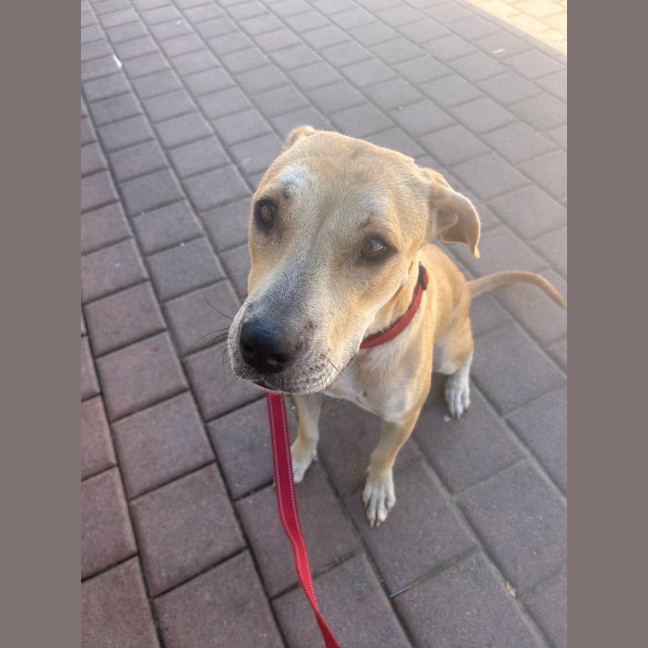 Photo of Luna (Lady)