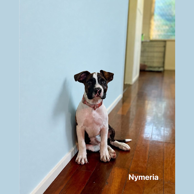 Photo of Nymeria