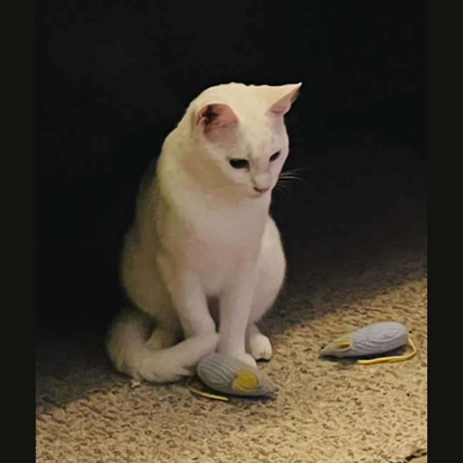 Photo of Snowy