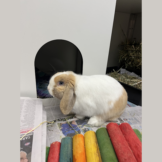 Photo of Hudson Junior