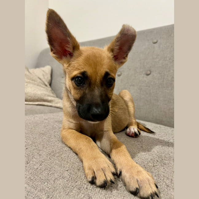 Photo of Bibble