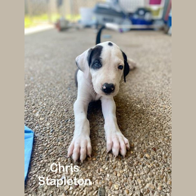 Photo of Chris Stapleton