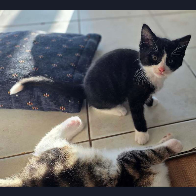 Photo of Chooper