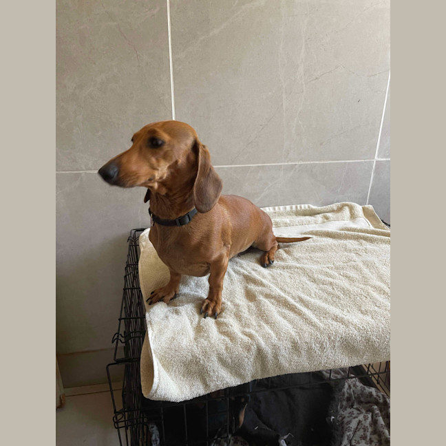 Photo of Betty And Dobbie