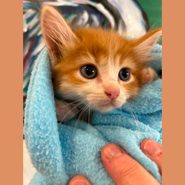 Photo of Cheeto