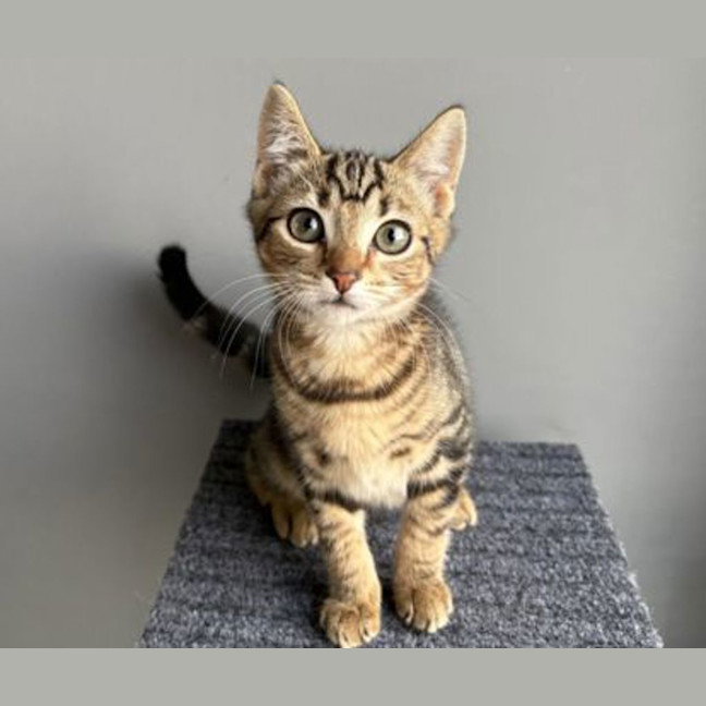 Photo of Tabitha