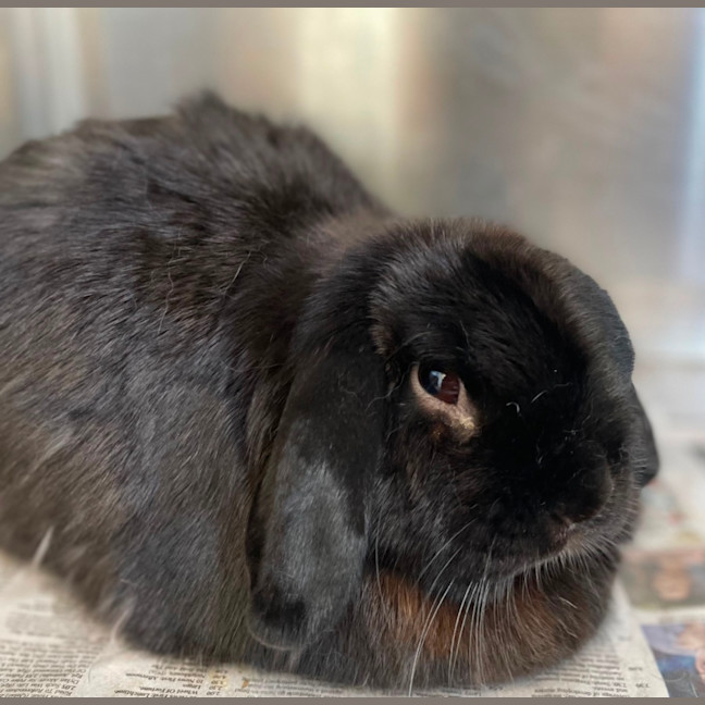 Photo of Snowy & Charlie