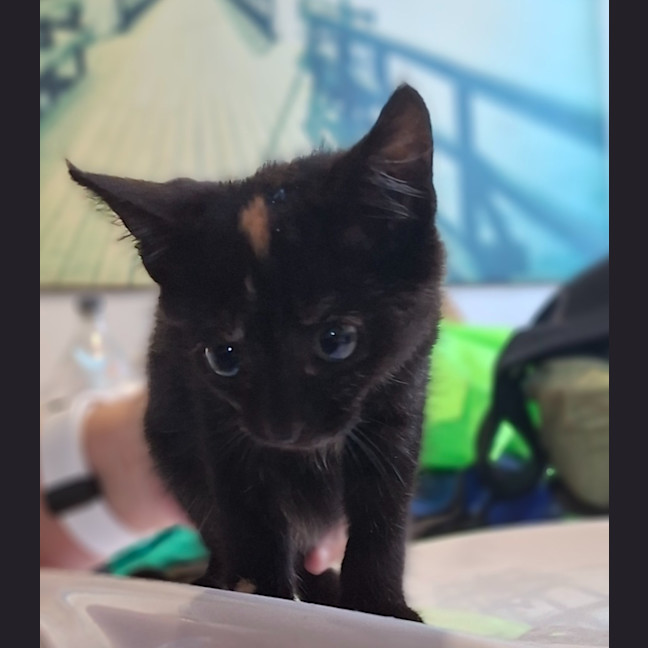 Photo of Little Miss Star