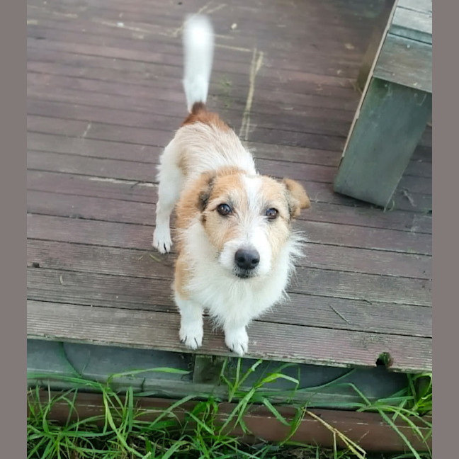Photo of Nugget