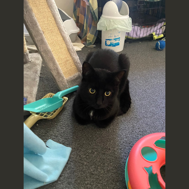 Photo of Salem